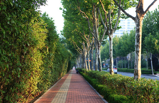 道路綠化