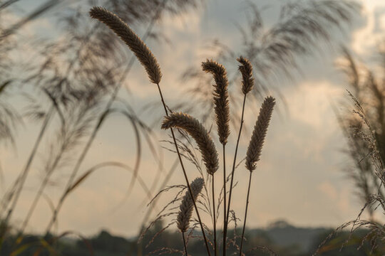 夕陽(yáng)下的蘆葦植物剪影