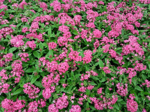 裝飾花卉