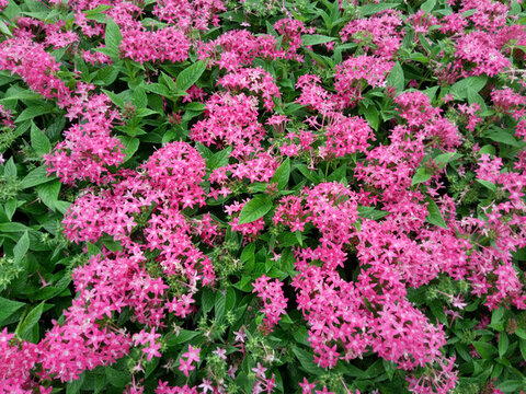 路邊小花