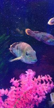 熱帶魚