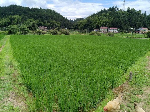 青色水稻