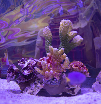 海底珊瑚