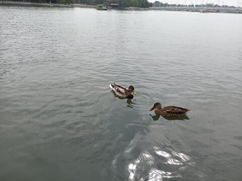 北海公園