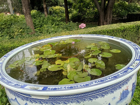 睡蓮