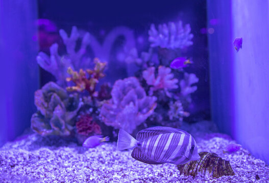 海底珊瑚魚(yú)