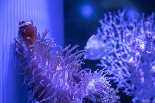 海底珊瑚魚類