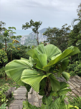 熱帶植物