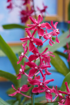 粉色蘭花墨蘭