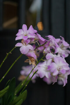 蝴蝶蘭蘭花
