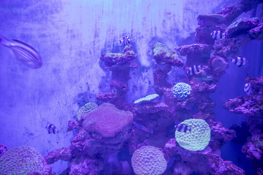 漂亮的珊瑚