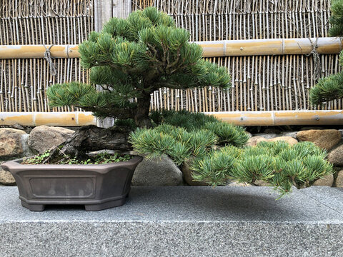 五針?biāo)? loading=