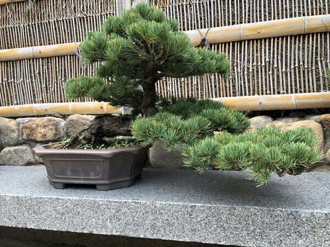 五針?biāo)? style=