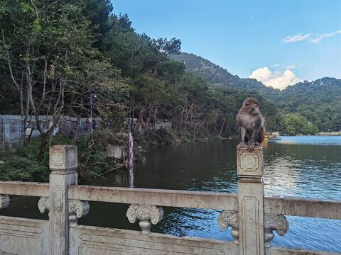 黔靈山公園獼猴