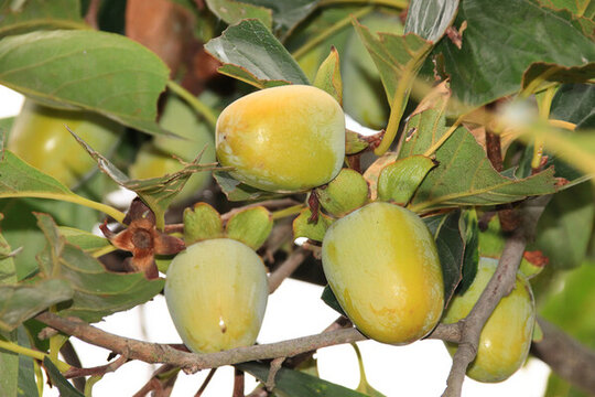 柿子果實(shí)
