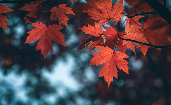 秋天紅葉楓葉背景