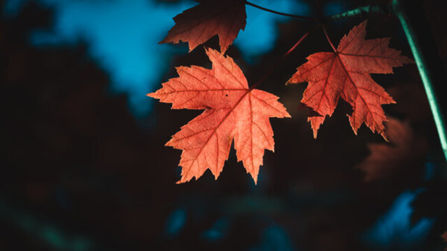 秋天紅葉楓葉背景
