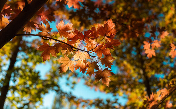 秋天紅葉楓葉背景