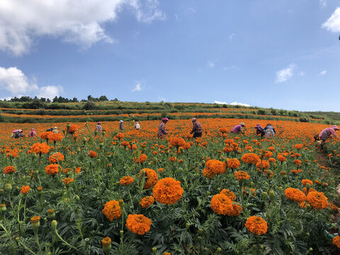菊花花海