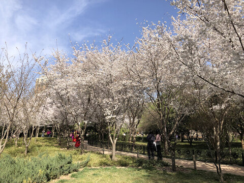 春暖花開