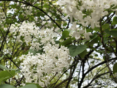 春暖花開