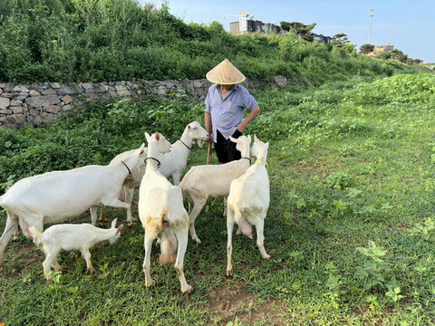 吃草的羊