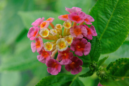 馬纓丹花