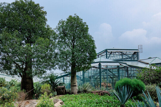 广州植物园热带植物区