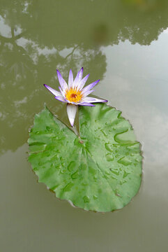 圣潔蓮花