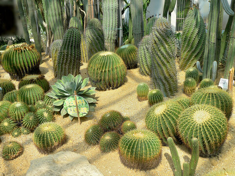沙生植物
