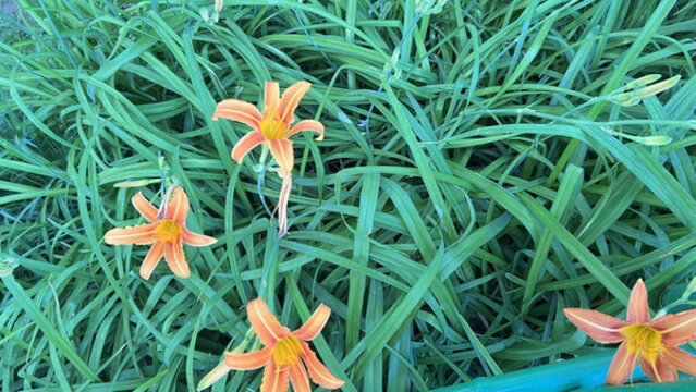 萱草花