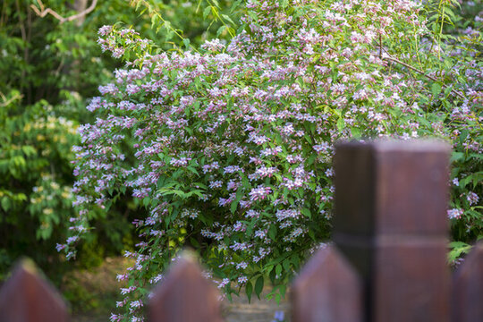 花園