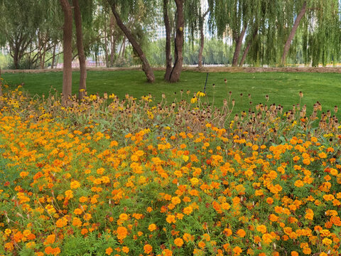 蘭州馬拉松公園景色