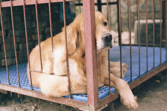 渴望自由的金毛