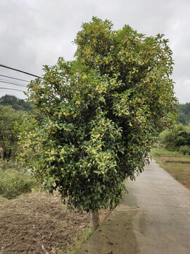 桂花與桂花樹