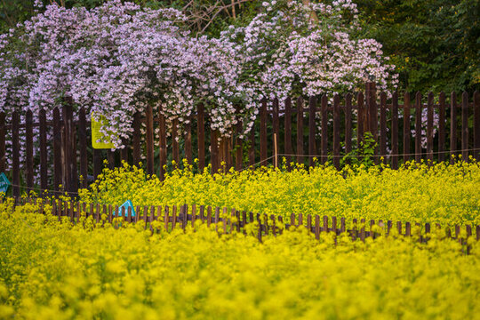 花園