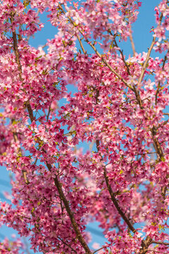 櫻花天空