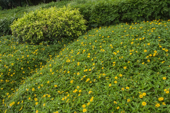 蟛蜞菊花叢