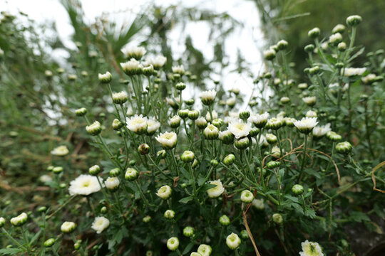 白菊花