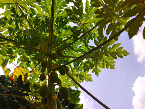 木瓜樹