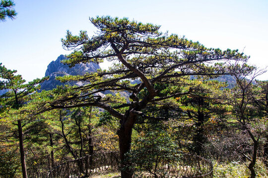 安徽黃山風(fēng)景區(qū)