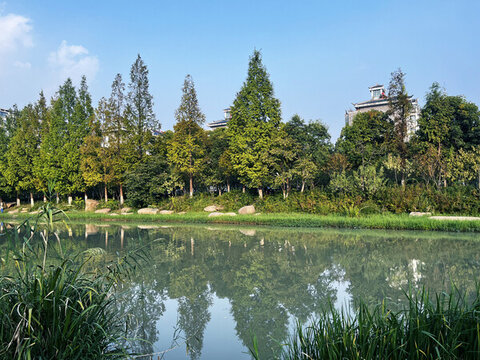 河邊樹林風景