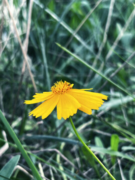 黃色的小花