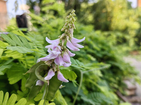 雞骨草花