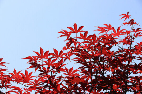 紅色楓葉素材