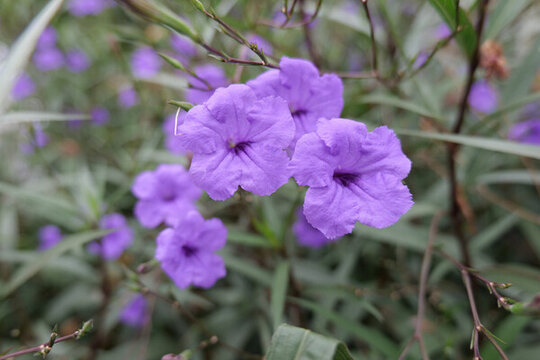 藍花草