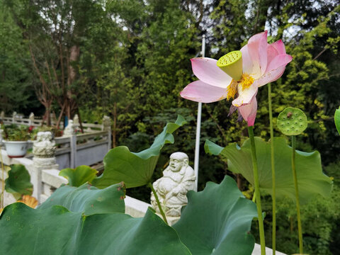 蓮枝荷花映禪心