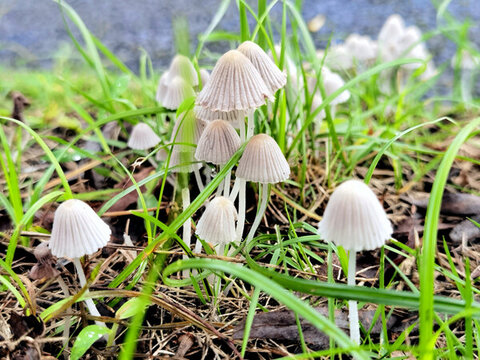 白蘑菇