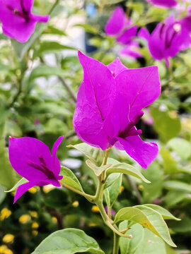 葉子花