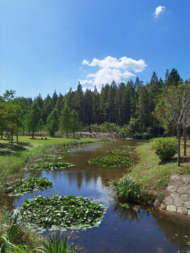 鹽城黃海森林公園